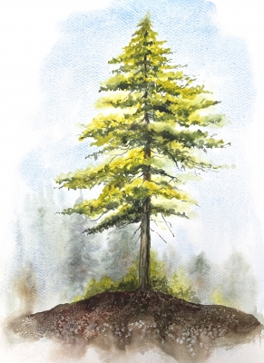 A LONE PINE