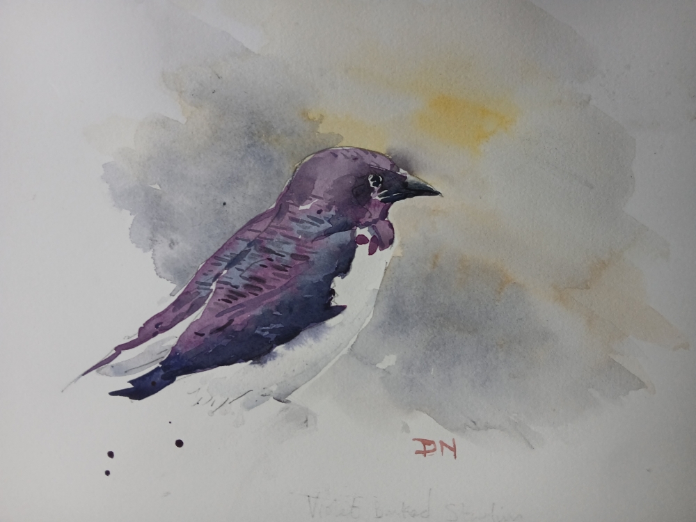 Violet Backed Starling