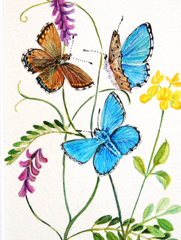 Adonis Blue Butterflies