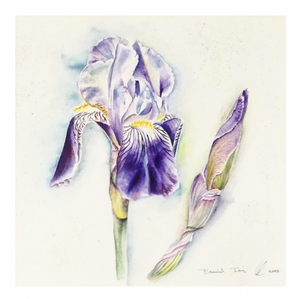 Bearded Iris