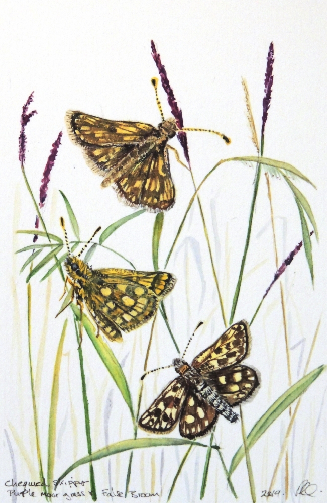 Chequered Skipper Butterflies