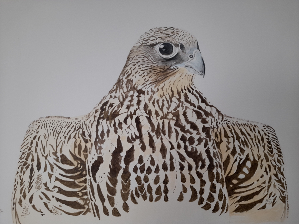 Gyr Falcon