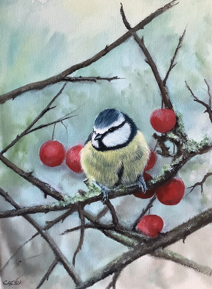 Eurasian Blue tit in a cherry tree