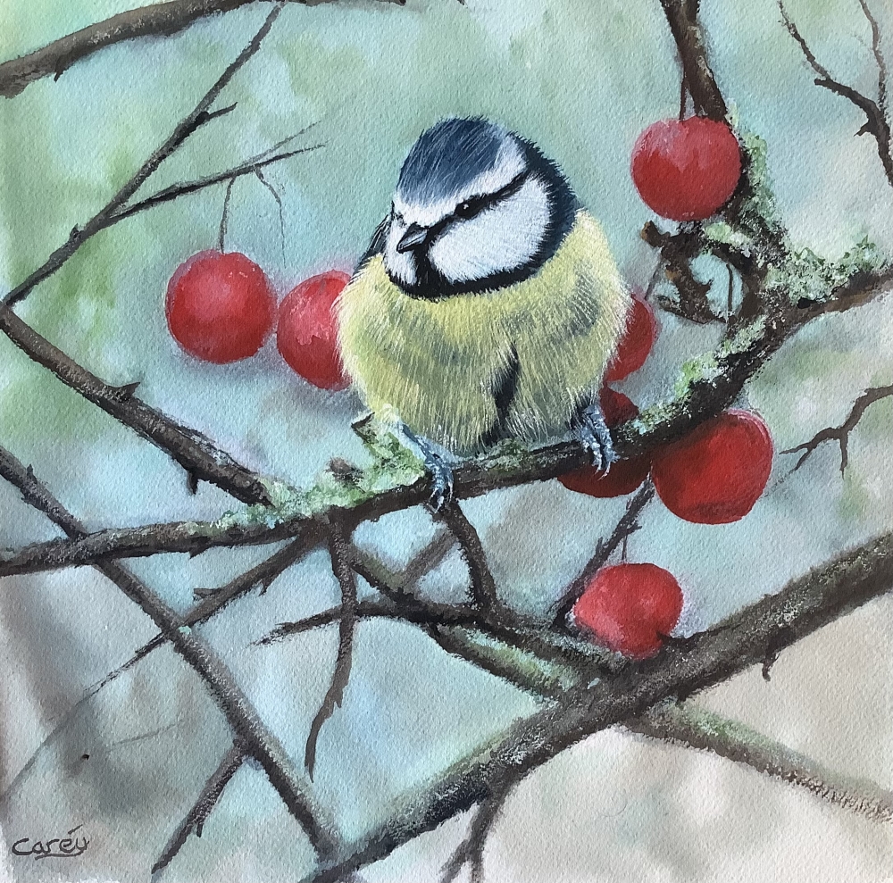 Eurasian Blue tit in a cherry tree