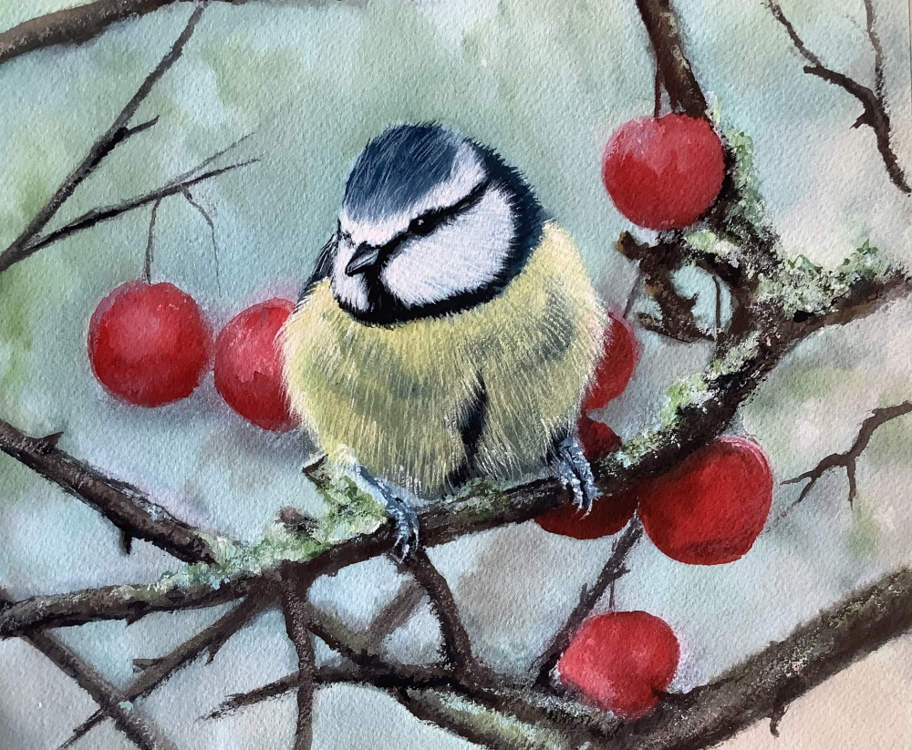 Eurasian Blue tit in a cherry tree