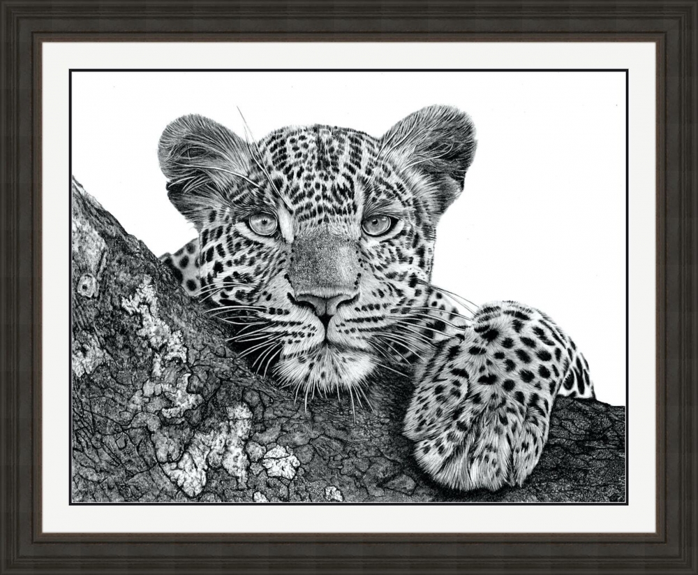 Resting Leopard