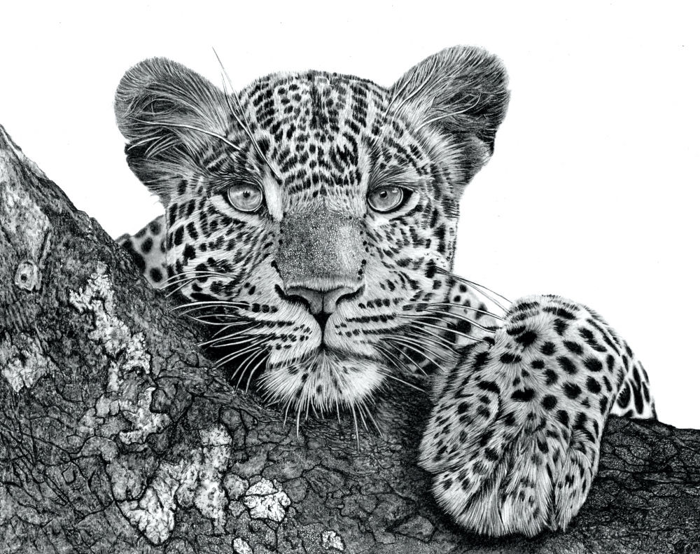 Resting Leopard