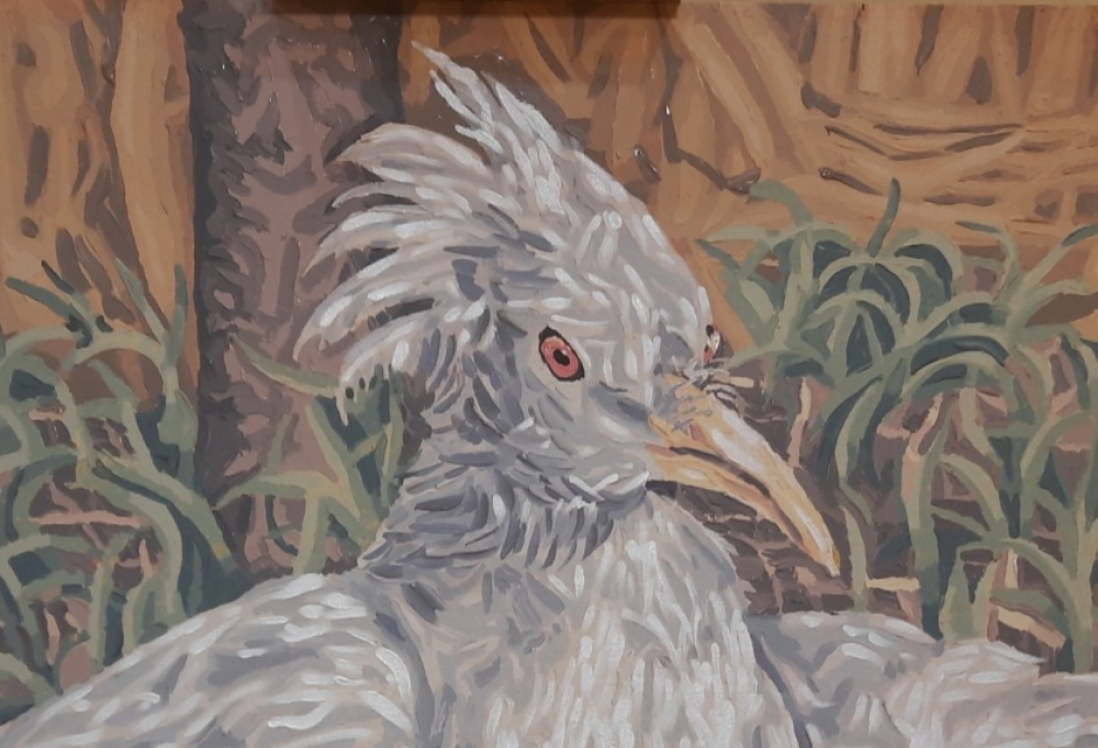 Bird Kagu (endangered)