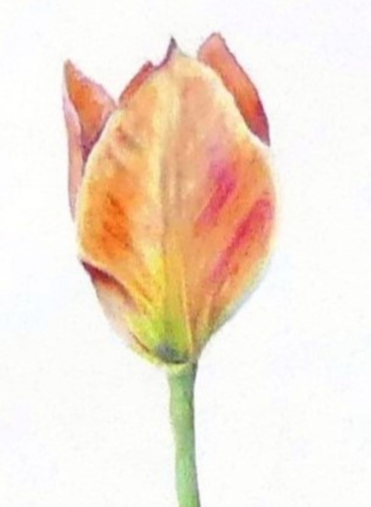 Spring Tulips