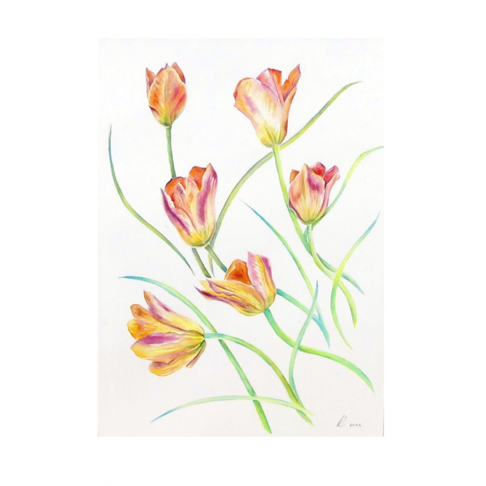 Spring Tulips