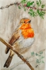 Robin on a holly branch