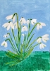 Snowdrops 