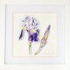 Bearded Iris