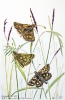 Chequered Skipper Butterflies