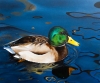 The Mallard's Reflection