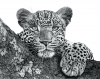 Resting Leopard