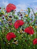 Poppy Meadow Delight #3