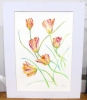 Spring Tulips