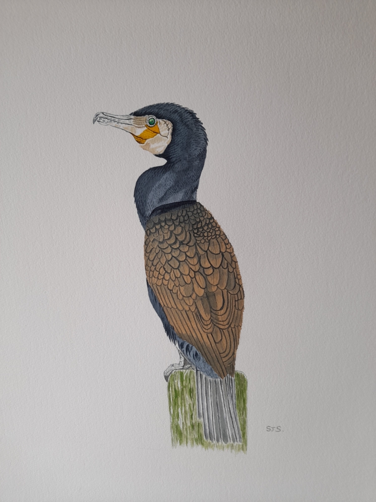 Cormorant 