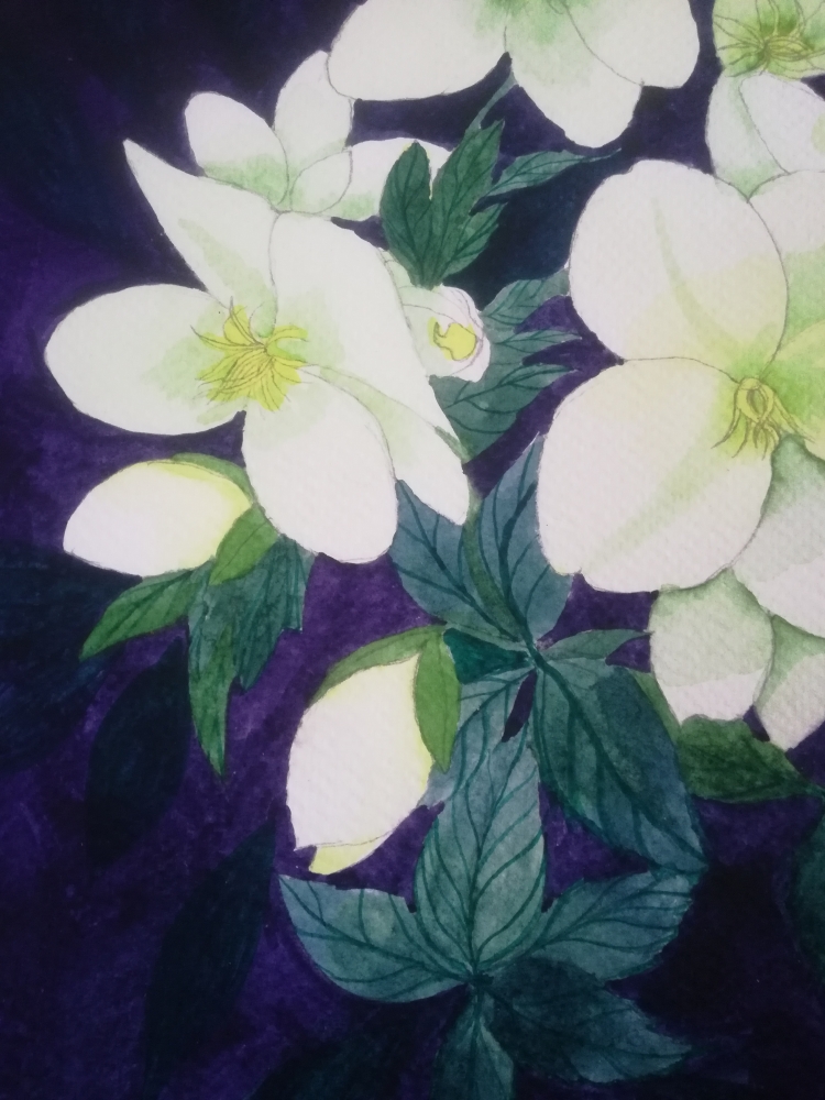 White hellebores watercolour painting 