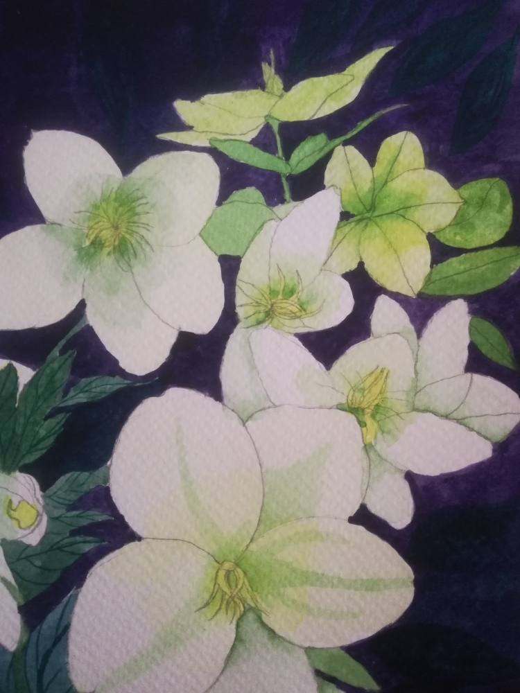 White hellebores watercolour painting 