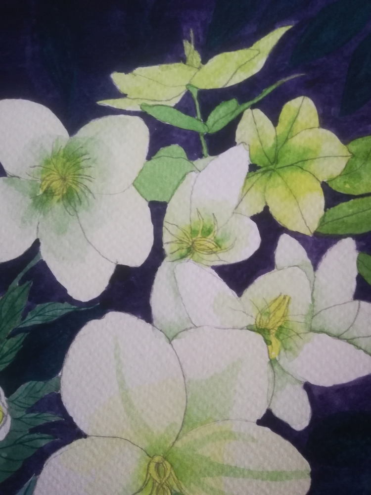 White hellebores watercolour painting 