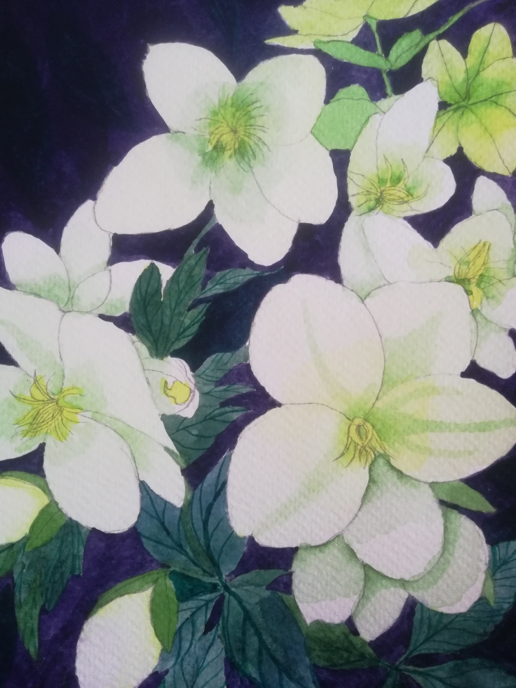 White hellebores watercolour painting 