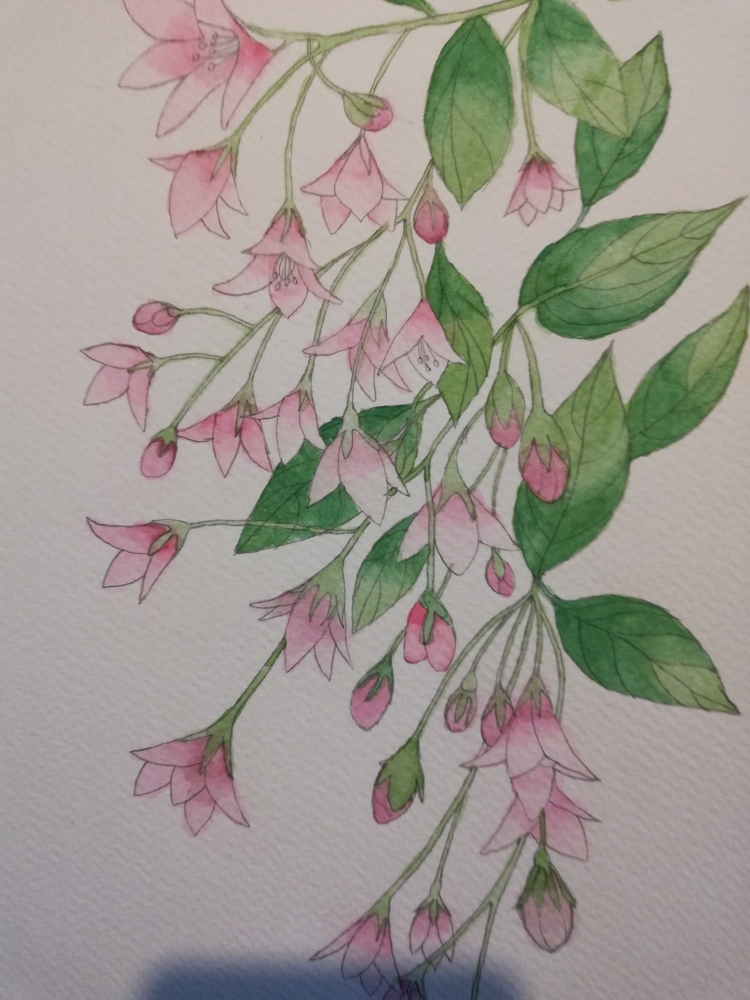 Pink weigela watercolour painting 