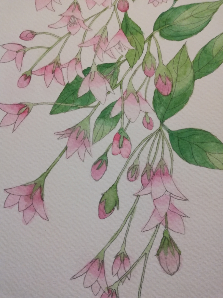 Pink weigela watercolour painting 