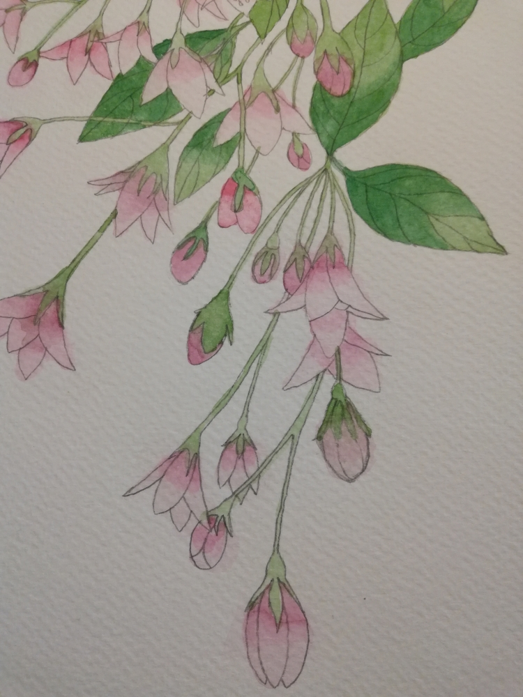 Pink weigela watercolour painting 