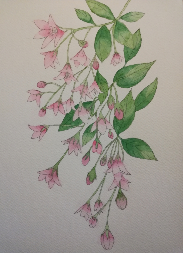 Pink weigela watercolour painting 