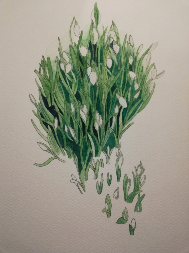 Budding Snowdrops watercolour 