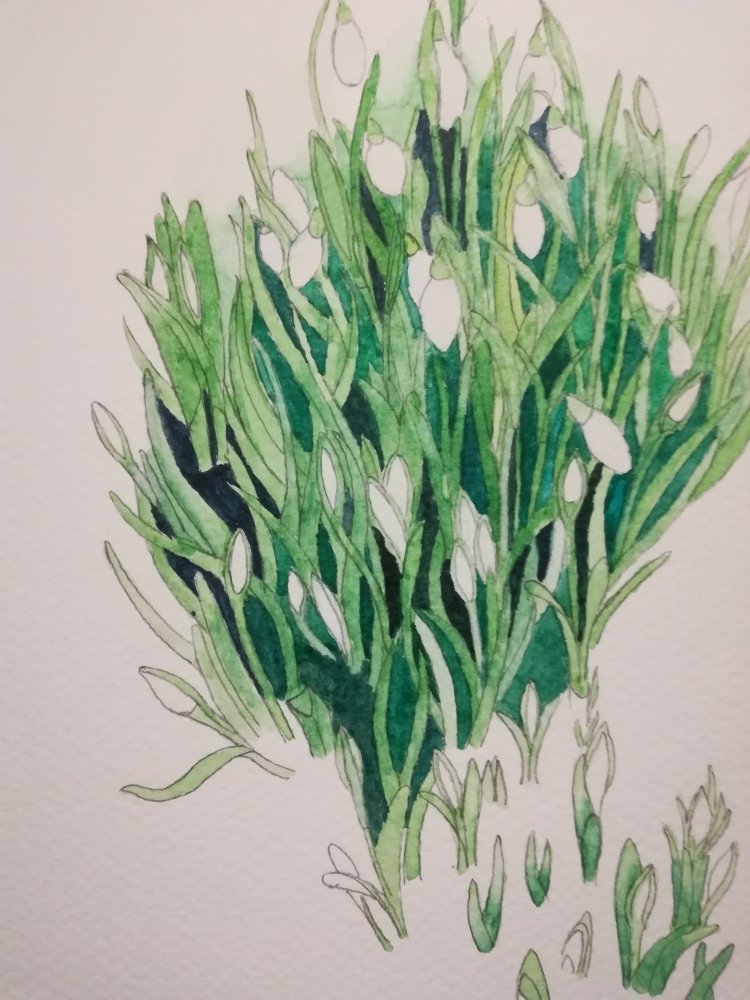 Budding Snowdrops watercolour 