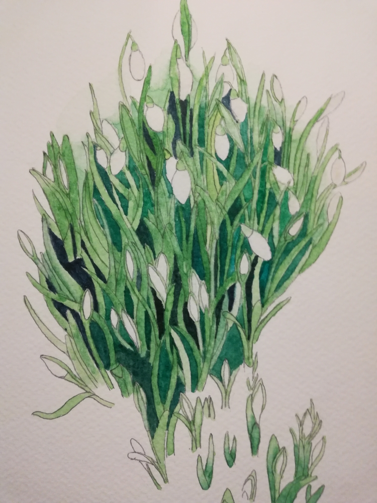 Budding Snowdrops watercolour 