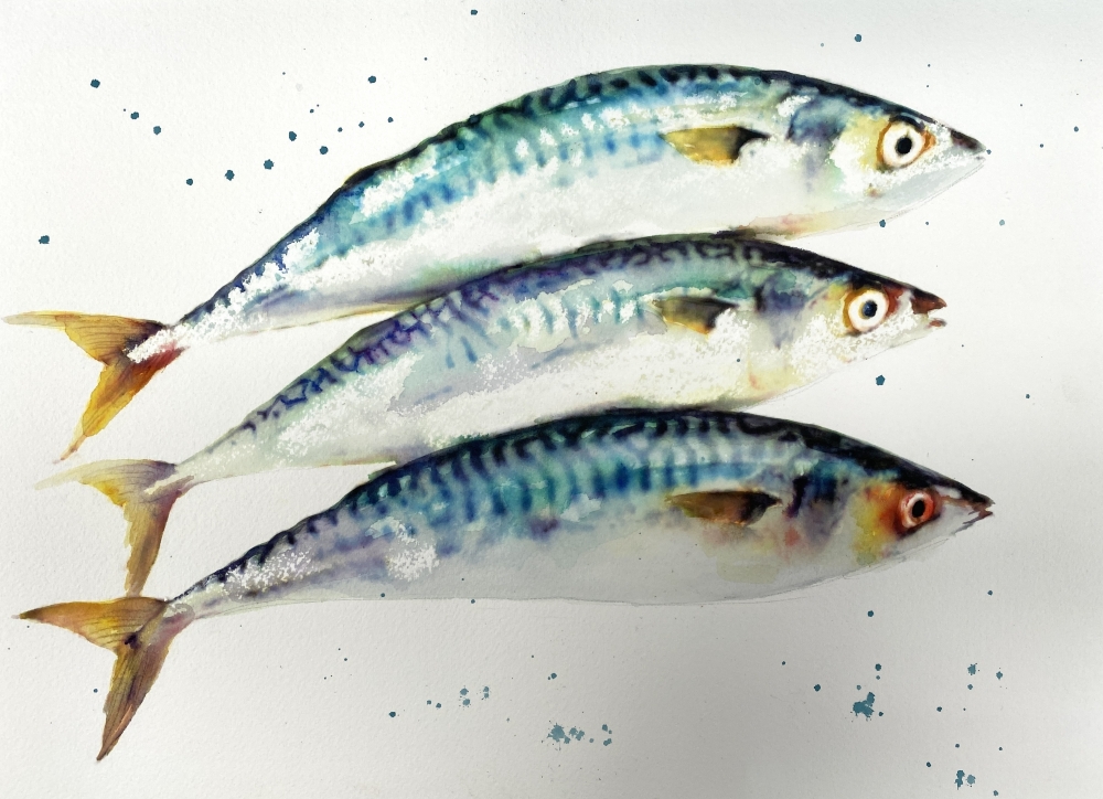 Three Mackerel Fish