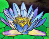 Blue Water Lily