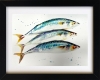 Three Mackerel Fish