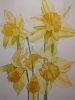 Daffodils in the sunshine 