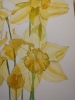 Daffodils in the sunshine 