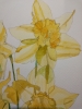 Daffodils in the sunshine 