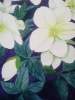 White hellebores watercolour painting 