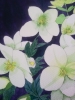 White hellebores watercolour painting 