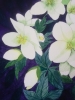 White hellebores watercolour painting 