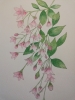 Pink weigela watercolour painting 