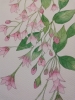 Pink weigela watercolour painting 