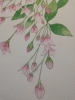 Pink weigela watercolour painting 