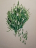 Budding Snowdrops watercolour 