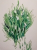 Budding Snowdrops watercolour 