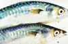 Three Mackerel Fish