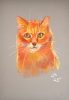 Ginger Cat On A Grey Background